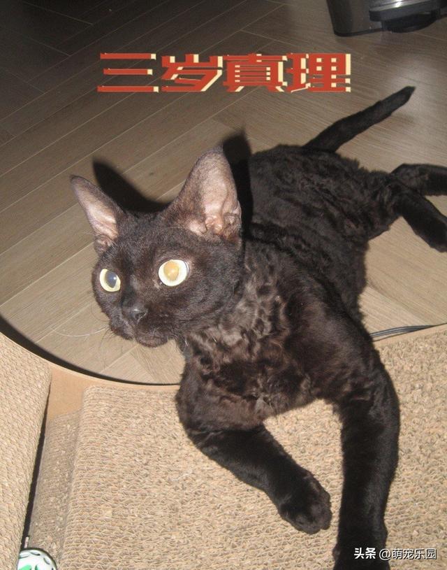 猫咪过生日不看蛋糕，软乎乎暖袋也不碰，小家伙到底在想啥