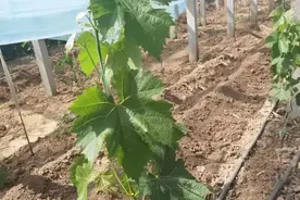 葡萄幼树第一年如何管理，第二年能稳稳的吃上葡萄?图片