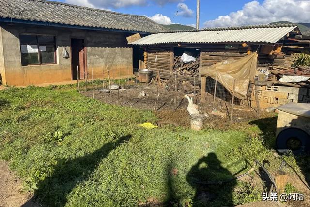 在泸沽湖畔掰玉米,体验大凉山彝族人的农村生活,辛苦并快乐着