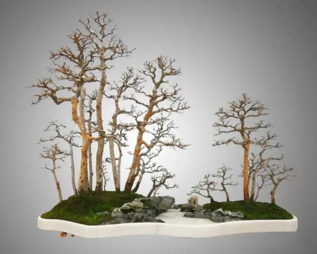 丛林盆景制作技巧｜把“微型森林”搬回家，丛林盆景这么做超简单