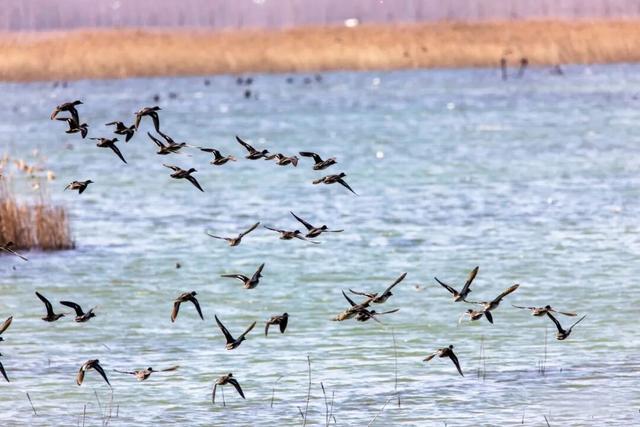 来东平！过大年！解锁不一样的年味~