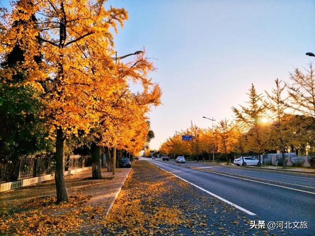 收藏！秦皇岛“银杏观赏地图”出炉，这八处胜地解锁璀璨深秋~