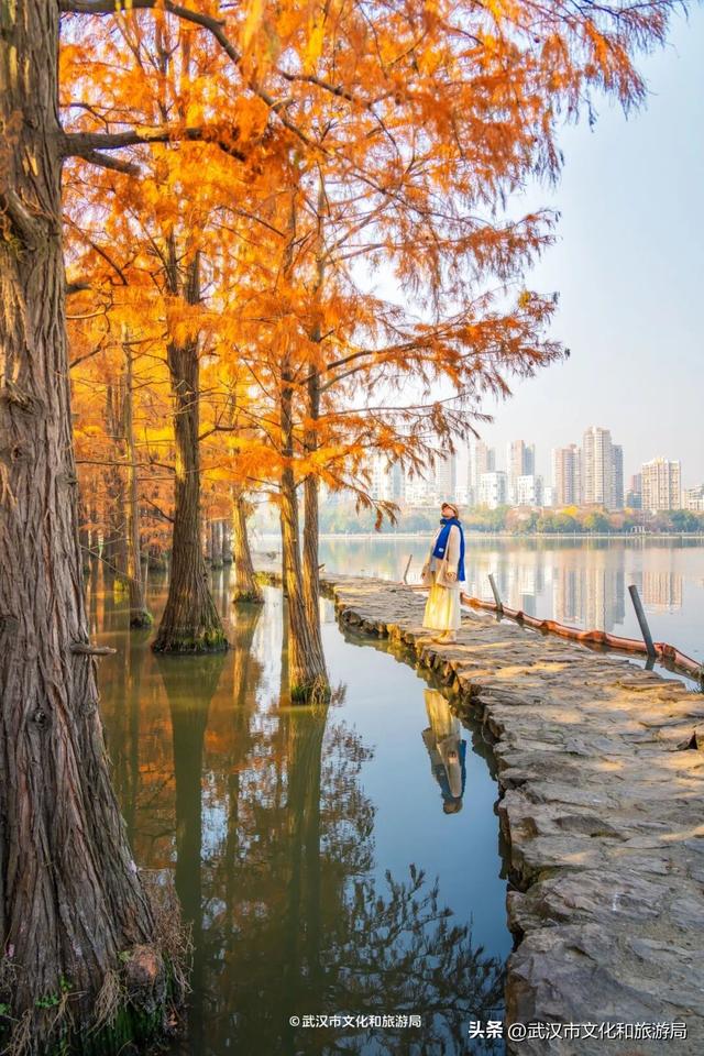 武汉这片杉树林，喀纳斯啊你！