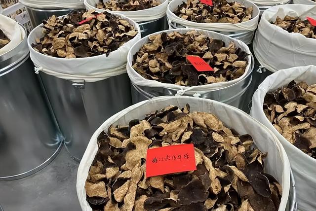 93公里到新会：一片陈皮，一场海战，读懂岭南秋