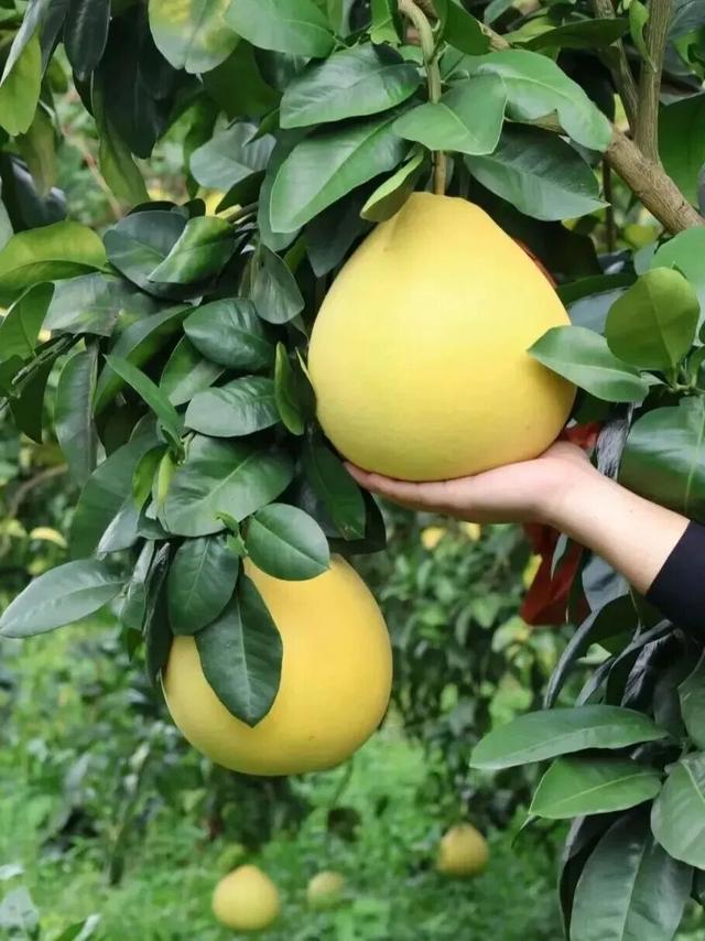 洈水的秋，慢了半拍，美了一倍