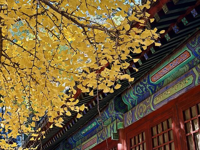 博物FUN | 大觉寺：千年古刹的禅意与新生