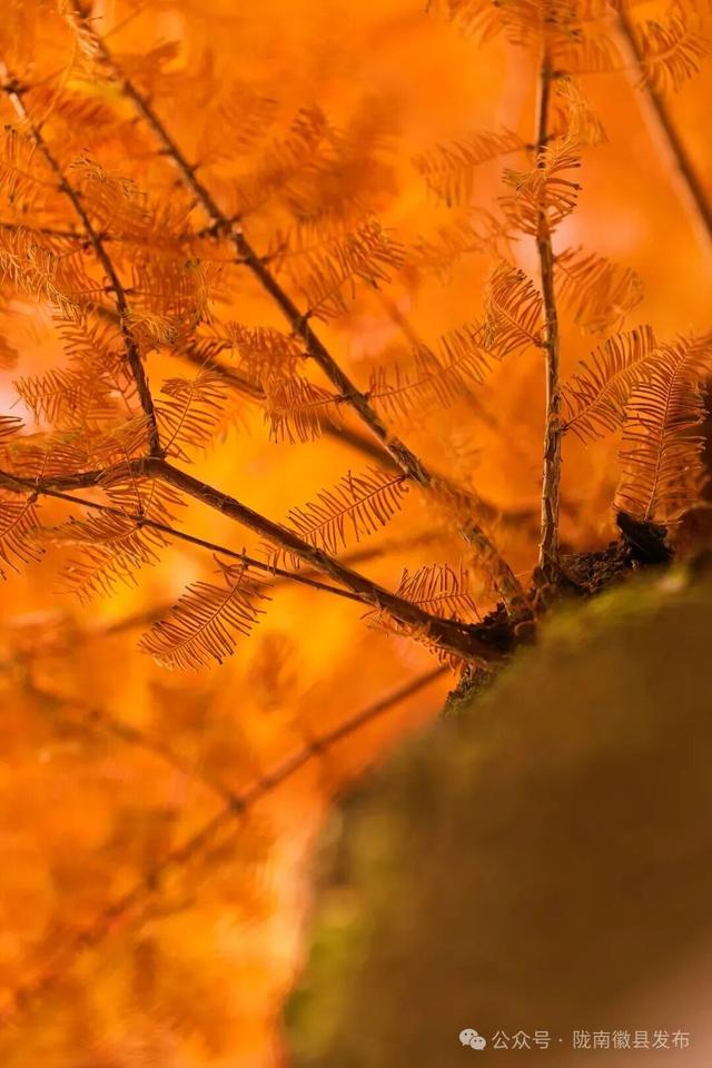 徽县：水杉的冬日华彩