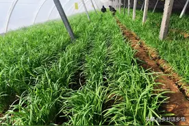 韭菜啥时候种植和移栽？有什么方法和技巧？记住几点越长越粗壮图片