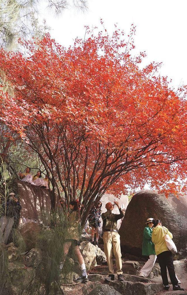 正处于最佳观赏期！厦门多地五裂槭叶子变红，在哪可以观赏？