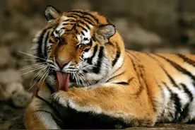 东北虎看见人转头走，孟加拉虎却多次杀人？是东北虎不如孟虎吗？图片