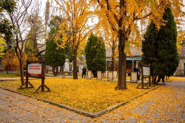 抓住秋天的尾巴 | 台儿庄古城秋色打卡指南，附私藏机位！