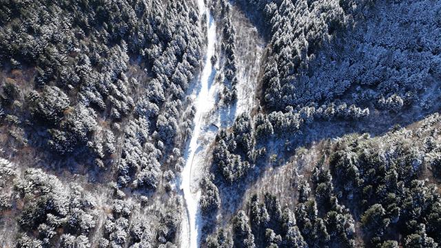 武山县太皇山：雪松琼枝绽冬韵