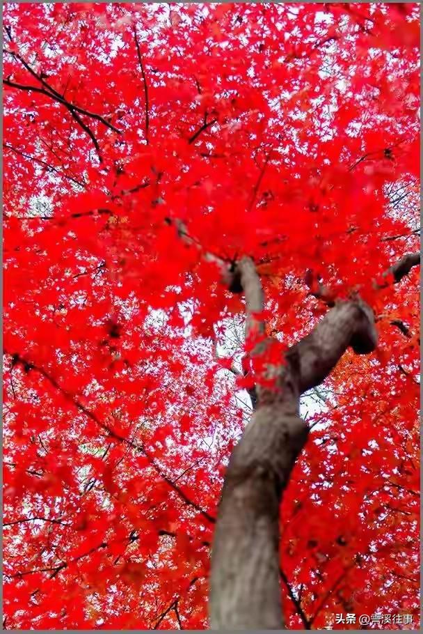 片片枫叶红