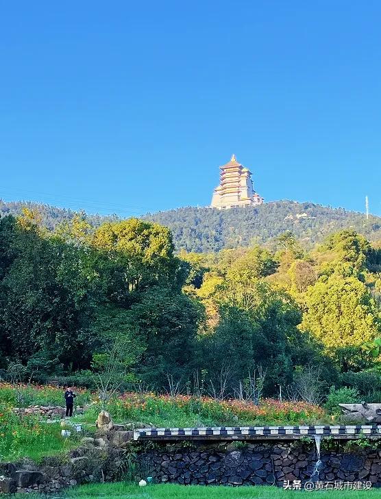 秋日遛娃天花板！黄石这里的百日菊花海美翻了