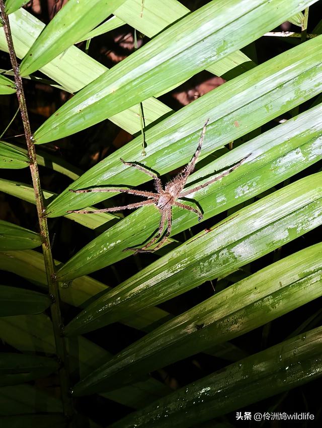 马来西亚(36)砂拉越州⑩峇哥国家公园夜间徒步体验