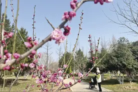 春日花香满长安 西安迎来赏花季图片