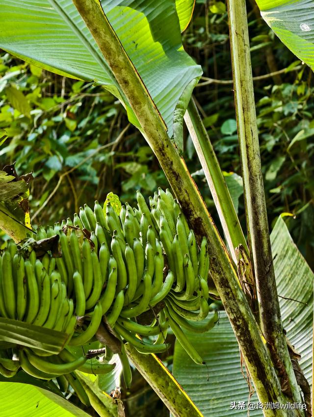 马来西亚(32)砂拉越州⑥世界遗产尼亚洞窟探险