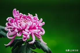 一个喜欢养一些花花草草的女人，大概有两种性格特征图片