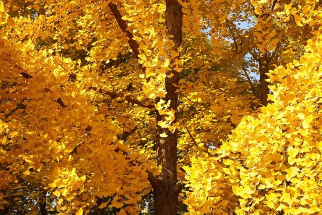 速来！海淀这份含“金”量超高的攻略请收好→