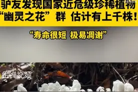 丽水发现近危级珍稀植物水晶兰图片