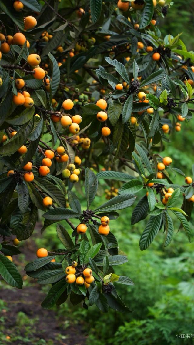 安康竹园小区：一方绿意四季如画，自然与人文之美