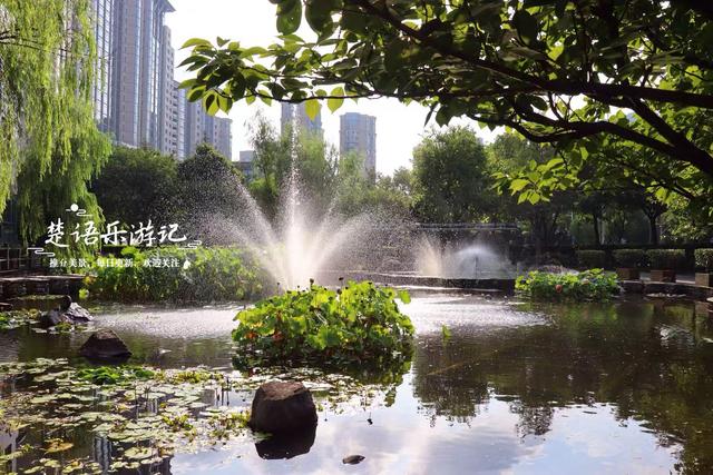 浙江宁波城区发现一处风景，小巧清幽但满池荷花，好有诗情画意