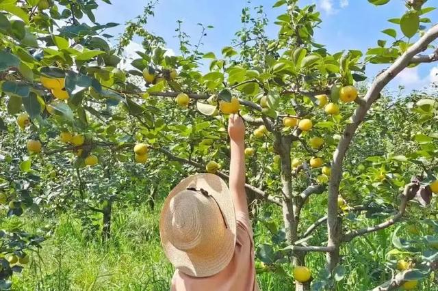 甜蜜来袭！济南这里夏日果缤纷，开启采摘狂欢！
