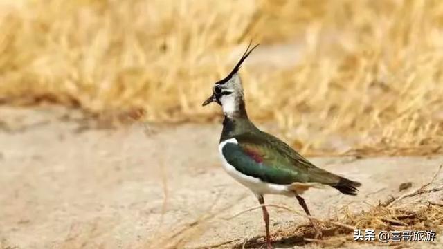 吉林这片6603公顷的净土，白鹤起舞如画中谪仙，秋天必去