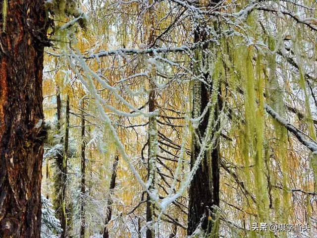 甲依拉措 ：一场白雪与彩林的盛宴