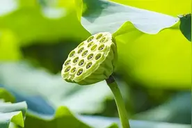 当你厌恨父母的时候，就读一读《哪吒2》里的三句话图片