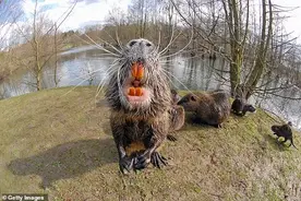 美国多州巨型老鼠肆虐，重达30斤特能吃，官方呼吁：煎炒或炖汤图片