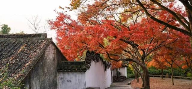 来虎丘山，这里有你更好看！