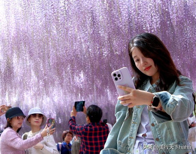 玉渊潭公园紫藤花开，诗意满满，演绎“一帘幽梦”的极致浪漫