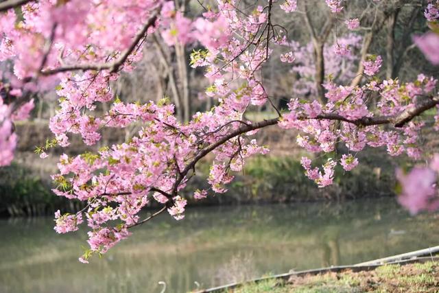 清晨7点的鼋头渚，美爆了