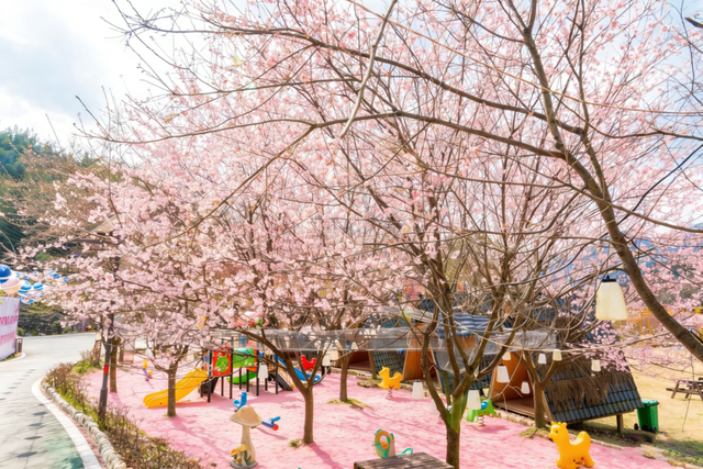 门票不限量免费送！明月山花海原居2月1日开园，解锁樱花美景+免票攻略+玩法指南！