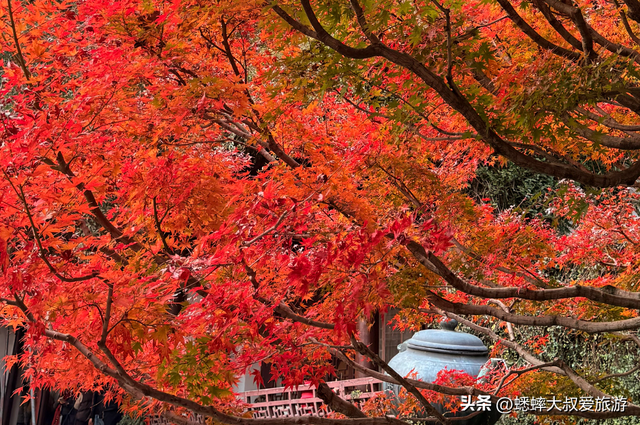 这个杭州公园不得了，被美人填满，拥有绝美枫景，已成浪漫打卡地