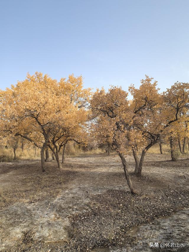 2025环南疆沙漠铁路背包自由行日记(4)——游览泽普金湖杨景区