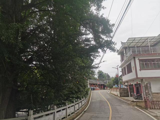 贵阳修文：古杏“红土”有“大木”