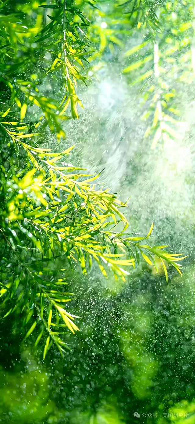 手机壁纸|春意盎然