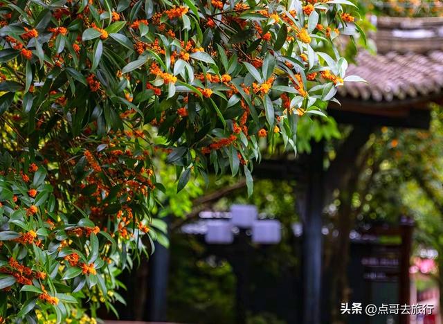 成都必去的五大桂花观赏地，开爆了，成都人私藏，地铁公交车直达