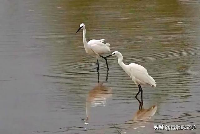 处暑日晨,雨中骑行
