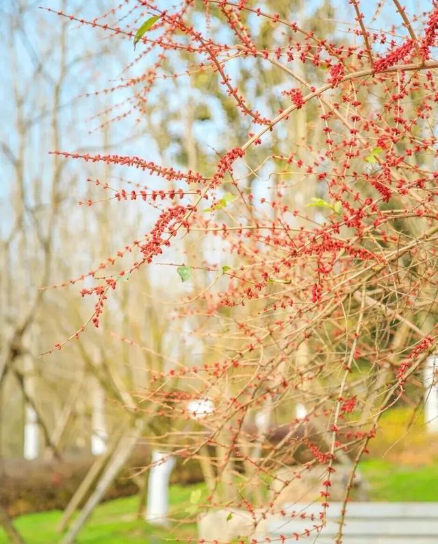 花已开，等你来！贵阳贵安2026赏花地图浪漫上线→