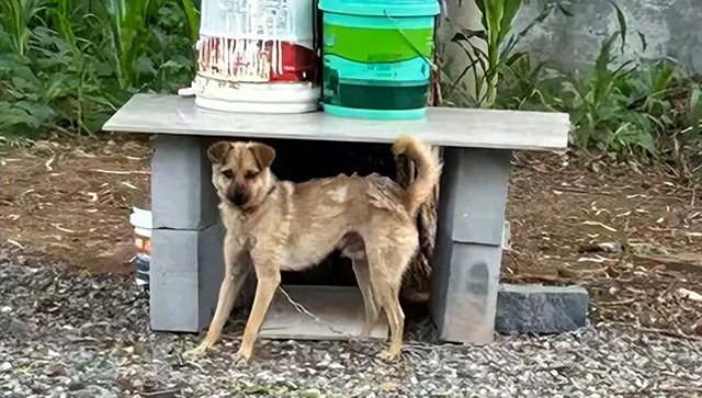 山西狗咬人血案再曝细节：剔骨刀上无死者DNA，真相更扑朔迷离