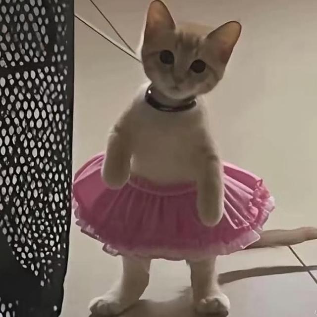 爸爸教猫爬梯子上床，结果第二天看到…网友：这猫是人教版的！