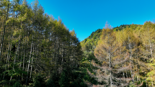 巫山梨子坪：松林初黄 静候深秋