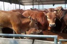 牛流鼻涕用什么药？牛流鼻涕是什么原因？养牛人赶快来收藏学习！图片