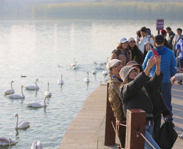 当黄河映驼影，这一刻仿佛穿越了丝路时光！