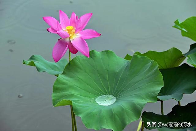 荷花是夏季里最曼妙的风景