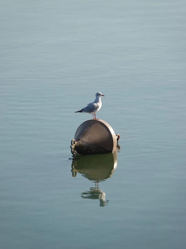 塞尔维亚，一座被轰炸过78天的城市的新生，贝尔格莱德一日游记