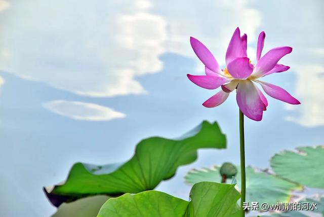 荷花是夏季里最曼妙的风景